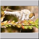 Acrosathe annulata - Stilettfliege m07.jpg